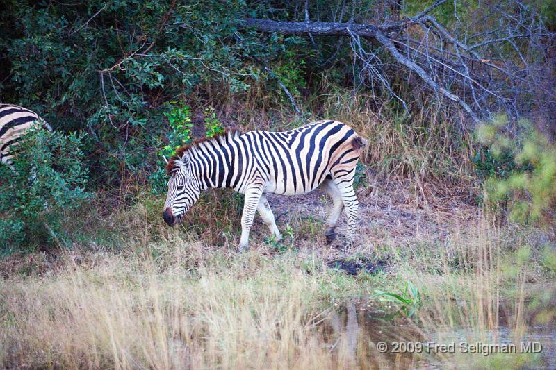 20090612_181003 D3 X1.jpg - Zebras at Okavanga Delta, Botswana